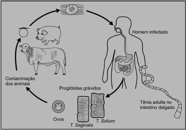 A alternativa que preenche, correta e respectivamente, as lacunas do texto acima é a) protozoários; hexacanto; miracídio. b) platelmintos; oncosfera; cisticerco. c) platelmintos; hexacanto; miracídio.