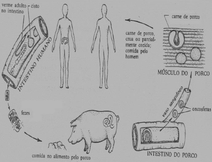 característico era o sintoma de uma verminose popularmente conhecida como amarelão. Sobre esta doença, responda ao que se pede: a) Qual a forma possível de transmissão dessa verminose?