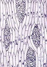 DIFERENÇAS ENTRE TECIDOS CONDUTORES PRIMÁRIOS E SECUNDÁRIOS PROCÂMBIO VERSUS CÂMBIO (tecido vascular primário) (tecido vascular secundário) Iniciais