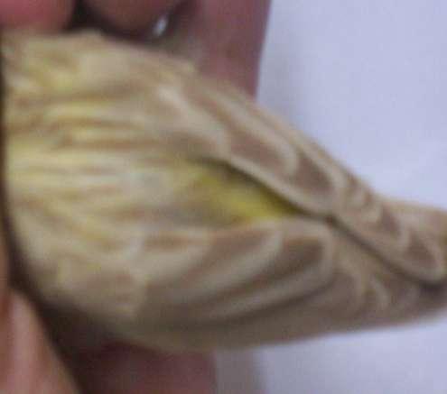 Diferenças com outras cores -isabelino eumo - sub plumagem