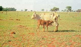 Universidade Estadual Paulista Câmpus de Jaboticabal Faculdade de Ciências Agrárias e Veterinárias