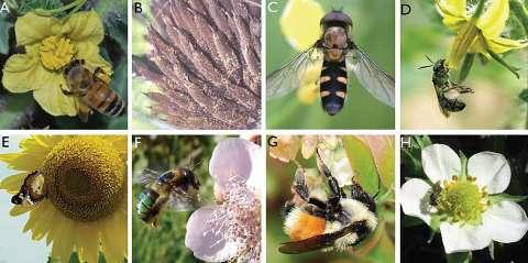 Produção de fruto/cultura Solução: Criação de abelhas insetos selvagens