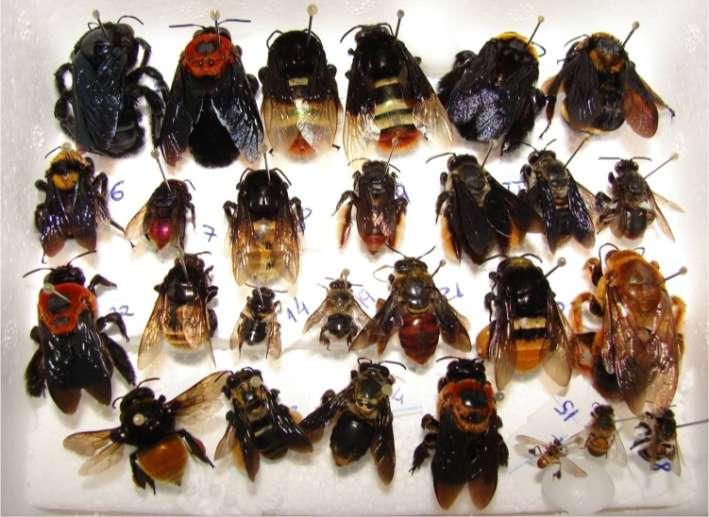 Solução: Criação de abelhas nativas Castanha do Brasil (Bertholletia excelsa): cultura