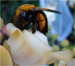 Solução: Criação de abelhas nativas Castanha do Brasil Abundância (Bertholletia de