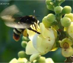 excelsa cultura amazônica de importância ecônômica Abundância de abelhas visitando B.