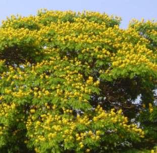 amarelo) Caesalpinia