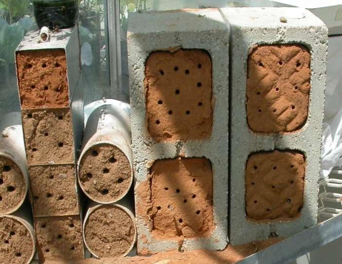 Solução: Criação de abelhas