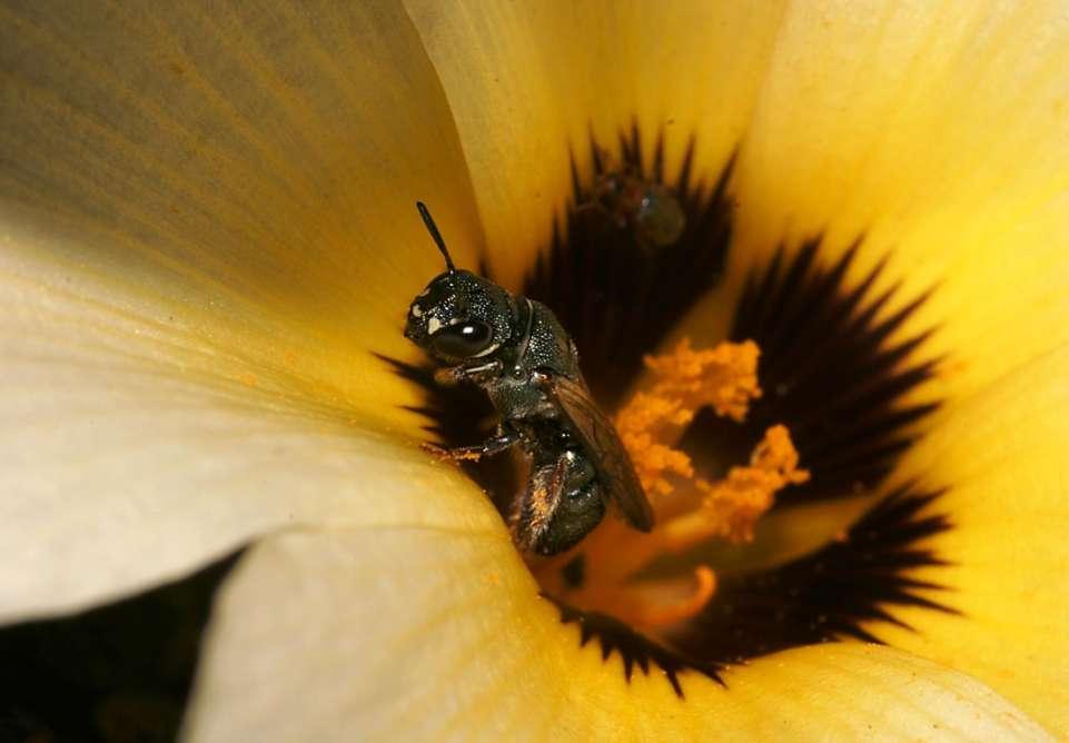 Solução: Criação de abelhas nativas 2) Recursos - alimentares (pólen,