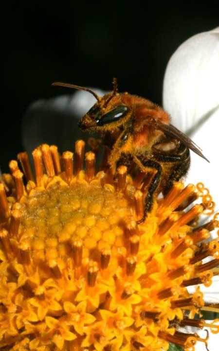 Solução: Criação de abelhas nativas 2) Recursos - aumentar