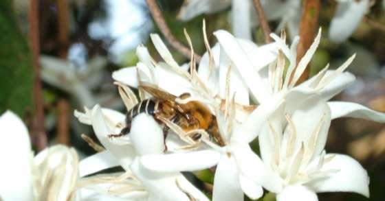 remanescentes florestais e os cafezais, maior é o número de espécies de abelhas que visitam as flores do