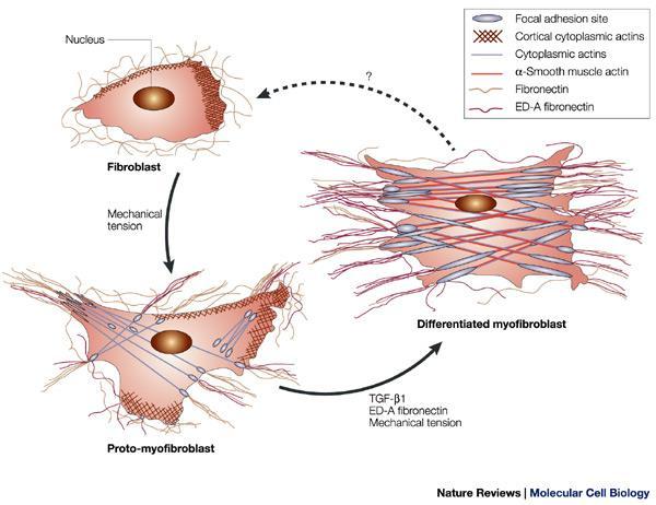 Fibroblasto