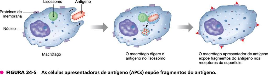 Macrófagos (APCs) Se