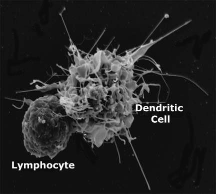 Células Dendríticas (APCs)