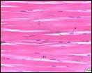 as células epiteliais; Forma camadas em torno dos vasos sanguíneos; DENSO Menos flexível, mais resistente à