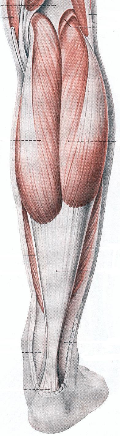 MÚSCULO GASTROCNÊMIO Origem do ventre medial: região posterior do côndilo medial do fêmur Origem do ventre lateral: região