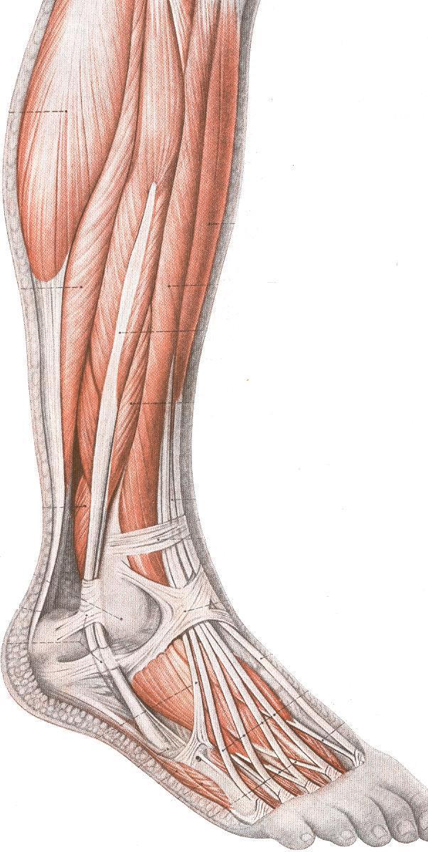 M. FIBULAR LONGO Origem : côndilo lateral da tíbia e fíbula Inserção: face lateral da base do I metatarsiano e osso cuneiforme medial Ação: auxilia a