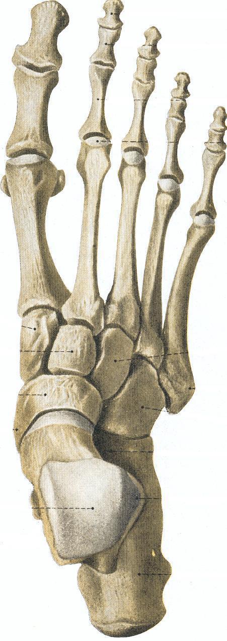 Ossos do Pé Vista Dorsal FALANGES DO HÁLUX IV FALANGE: DISTAL I METATARSO