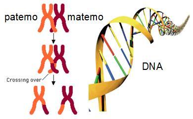 Recombinações Genéticas