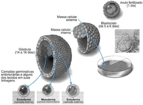 c) 3. d) 4. e) 5. 6. (UFMG) Os tecidos nervoso e muscular originam-se, respectivamente, do a) mesoderma e endoderma. b) ectoderma e mesoderma. c) endoderma e ectoderma. d) endoderma e mesoderma.