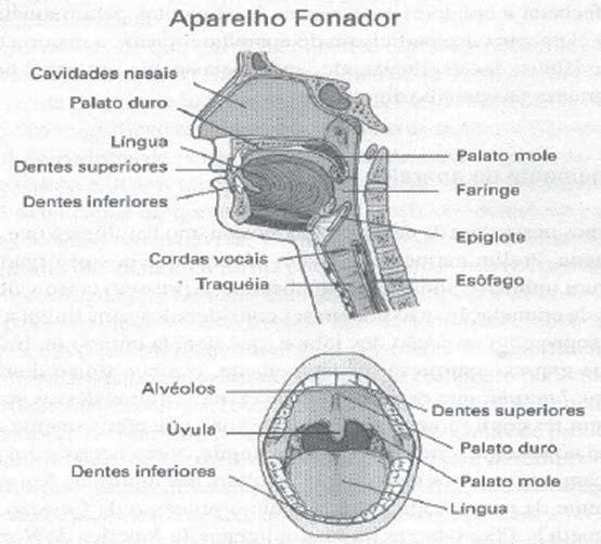 O Aparelho Fonador Aula 1 e lábios. As fossas nasais, a faringe e a boca funcionam como ressoadores (amplificadores), ou seja, ampliam o som produzido na laringe.