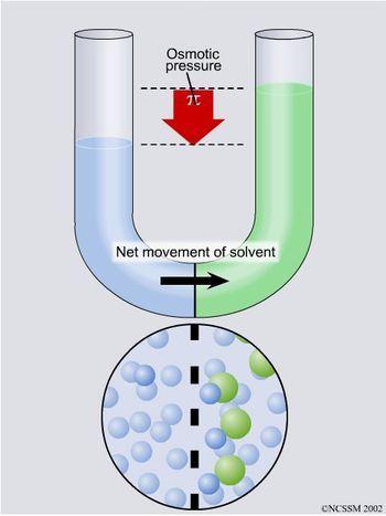 Fenómenos de transporte: Diálise e osmose Osmose - difusão selectiva do solvente através de