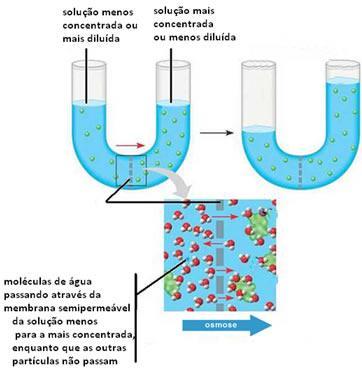 concentrações diferentes), são separadas por uma membrana semipermeável, após um certo tempo