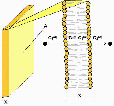 Difusão através das membranas: aplicação da lei de Fick Suponha um soluto que passa através da bicamada lipídica de espessura x e área A, desde um compartimento onde se encontra com uma concentração