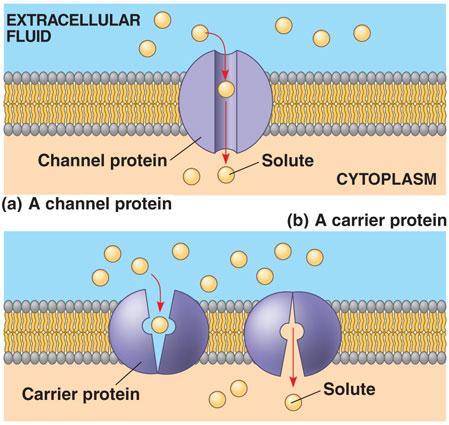 Transporte de difusão nas membranas lipídicas a) Difusão simples Os canais são proteínas que estão integrados na membrana plasmática Os canais iónicos abrem-se em resposta a um estímulo específico b)