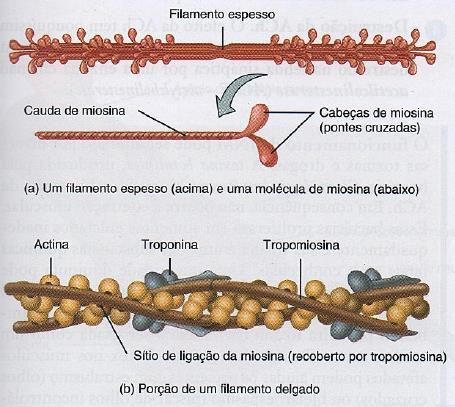 Anatomia do