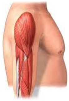 ELASTICIDADE É a capacidade da fibra muscular em retornar ao