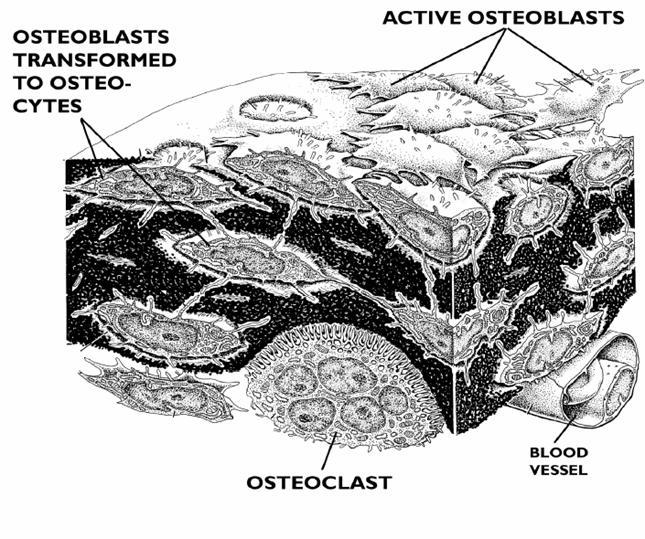 Osteoblastos