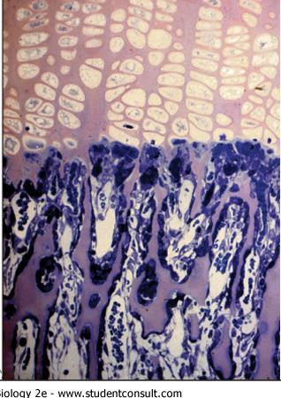 Ambos são tecidos conjuntivos especializados Possuem funções em comum: suporte e proteção de partes moles Células parecidas com os fibroblastos do conjuntivo: secretam fibras e abundante
