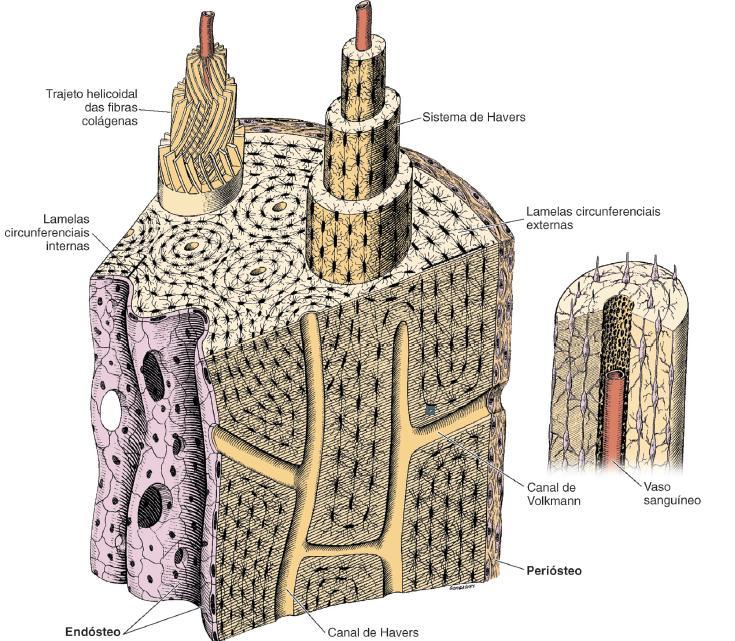 Mebrana conjuntiva envoltórias, ricas em células osteogênicas. O periósteo recobre a peça óssea.