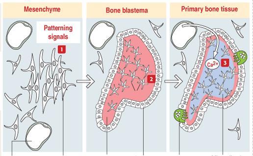 É o processo de formação dos ossos chatos do crânio. 1. Na membrana conjuntiva aparece um centro de ossificação primária, por diferenciação de células mesenquimatosas. 2.