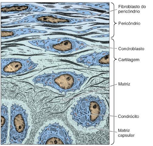 A parte mais externa é fibrosa (colágeno I) e rica em fibroblastos e a parte mais