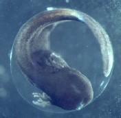 Do ovo forma-se o girino, uma larva com cauda, sem pernas e de respiração branquial, que evolui para o estado adulto por metamorfose, ocorrendo a regressão da cauda e das brânquias, e