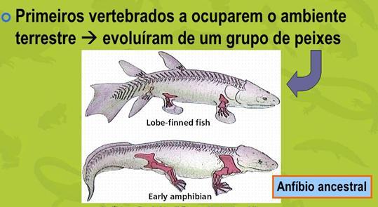 6 Evolução Entre 385 e 365 milhões de anos atrás, peixes com nadadeiras musculosas deram origem a uma linhagem de vertebrados com