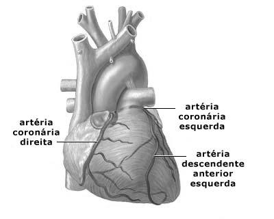 Anatomia da