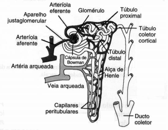 Sistema Renina-Angiotensina-Aldosterona Componentes do sistema renina-angiotensina Renina Angiotensinogênio (452 aminoácidos) Angiotensina