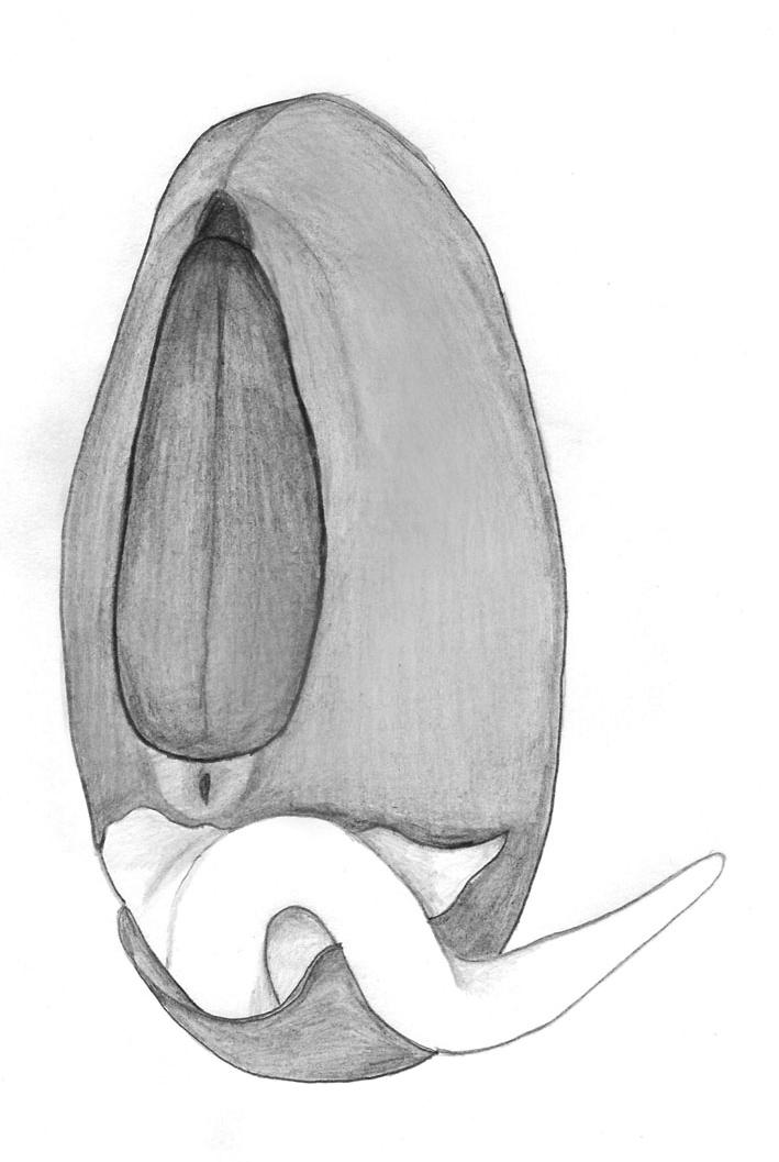 15 MORFOLOGIA E GERMINAÇÃO DE Erythrina variegata L.