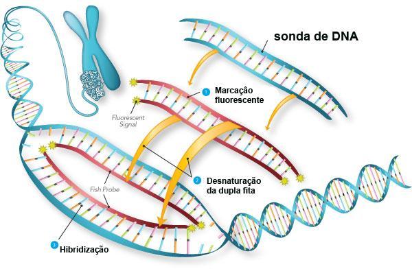 Citogenética