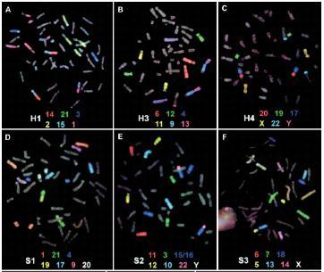 Citogenética Comparativa