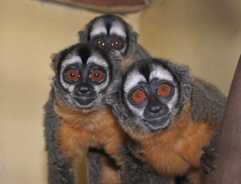 GÊNEROS Aotus e Callicebus As relações filogenéticas entre Aotus e Callicebus e outros gêneros de platirrinos