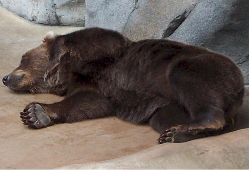 HIBERNAÇÃO - é um estado letárgico pelo quais muitos animais de sangue quente passam durante o inverno, principalmente em regiões temperadas e árticas.