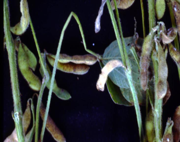 Corynespora cassiicola