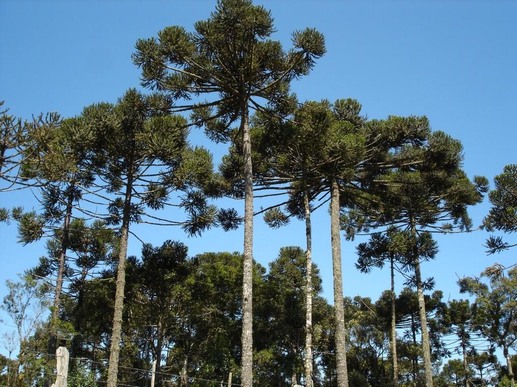Domínios das Araucárias (Floresta Acicufoliada Subtropical ou Mata dos Pinhais Pinheiro do Paraná) Mata