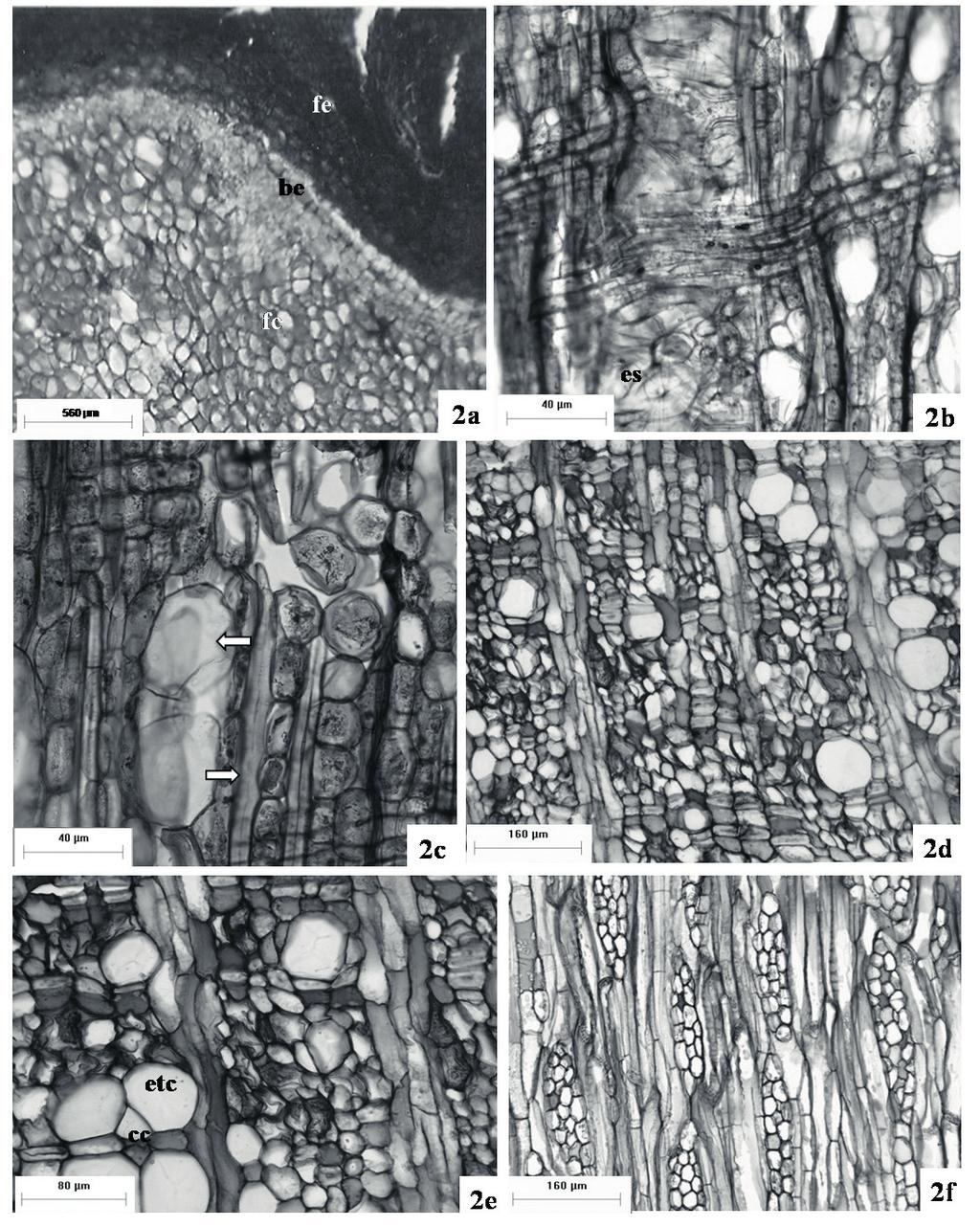 512 Maranho, Preussler & Rocha: Organização estrutural da casca de Persea major Kopp (Lauraceae) Figuras 2a-f. a.
