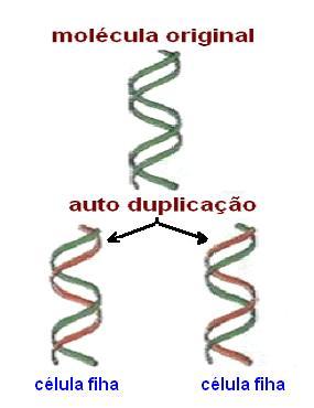 A duplicação do DNA permite que as informações