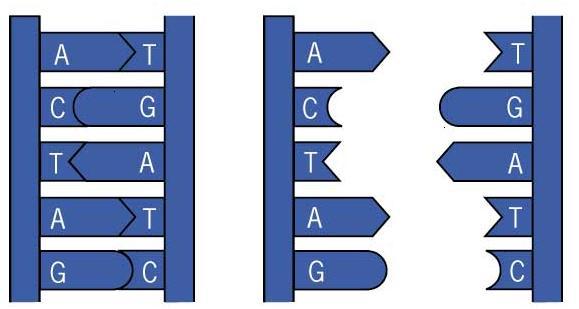 MOLÉCULA ORIGINAL (DNA) As