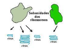 RNA mensageiro (RNAm) Informação genética
